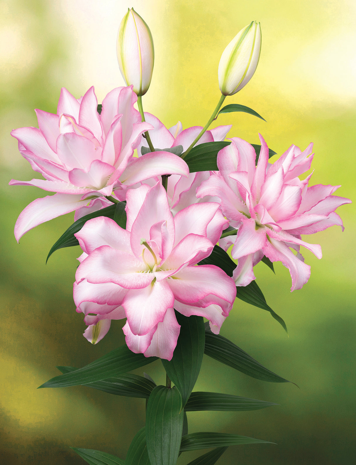 Lily Roselily Anouska