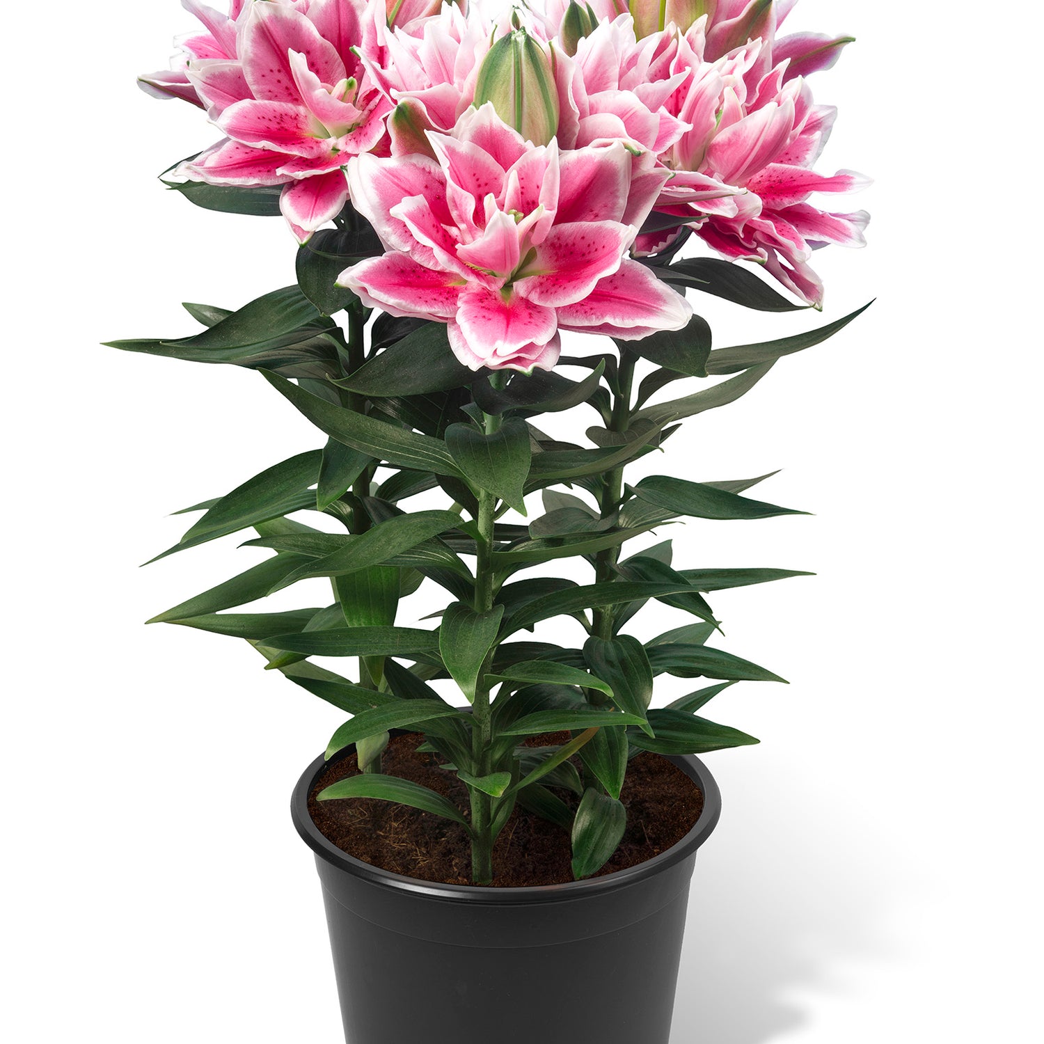 Lily Roselily Samantha