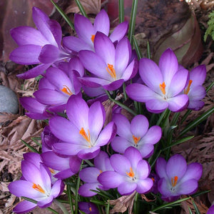Crocus