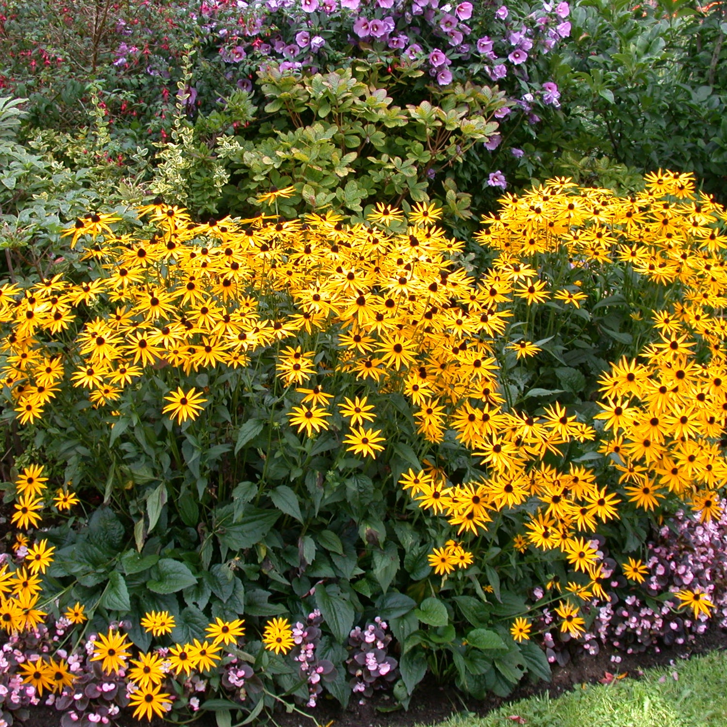Rudbeckia Goldsturm Jumbo Root