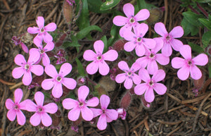 Saponaria ocymoides