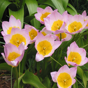 Tulip Saxatilis