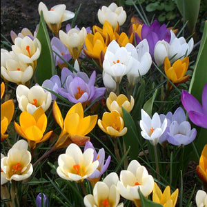 Crocus
