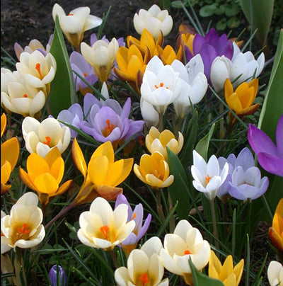 How to Plant Crocus Bulbs