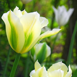Viridflora Tulips