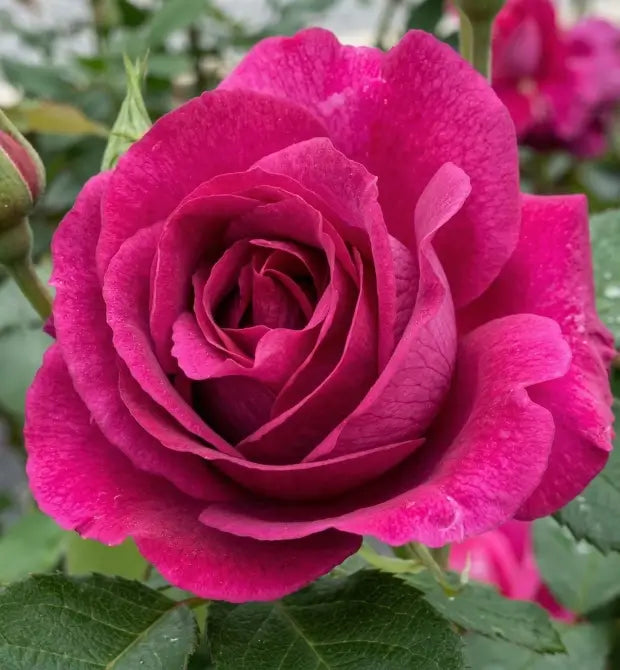 Quality Canadian Garden Plants | Coast Farms Roses, Bulbs & Perennials