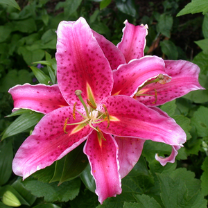Lily Stargazer