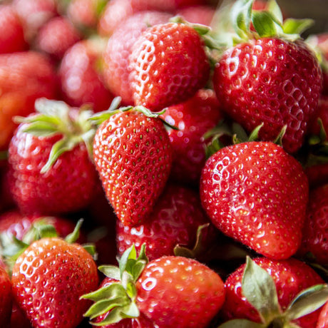 Strawberry Albion