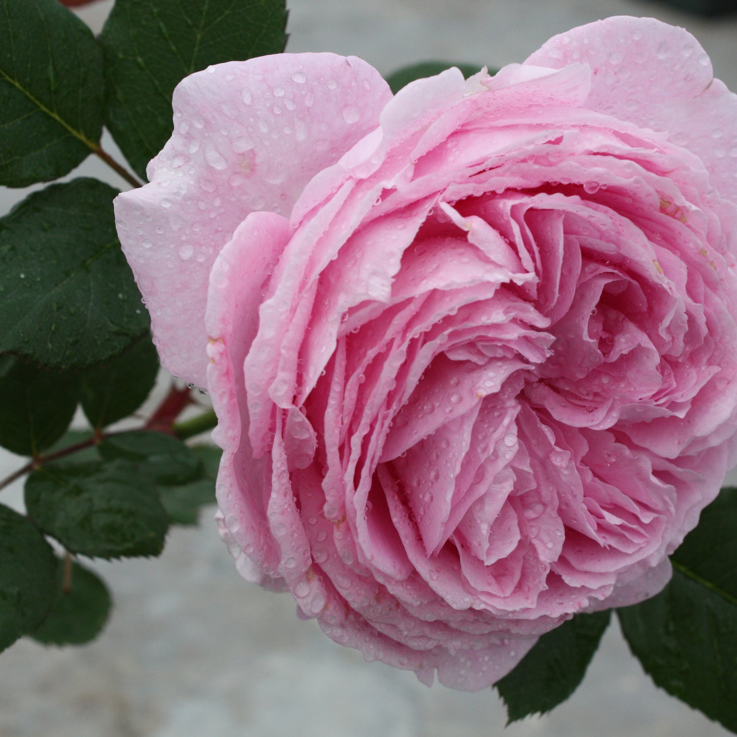 Star Rose - Parfuma Summer Romance