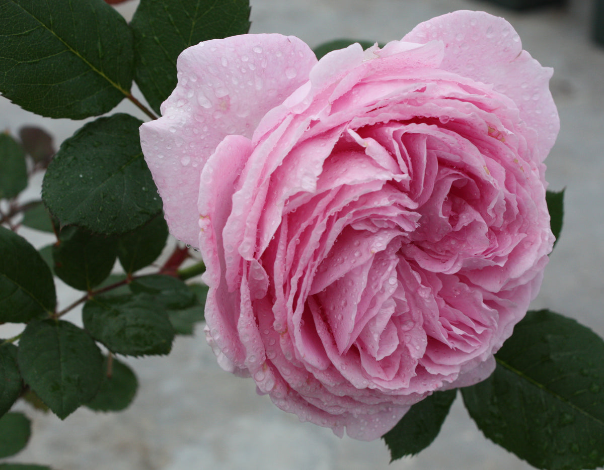 Star Rose - Parfuma Summer Romance