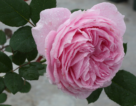 Star Rose - Parfuma Summer Romance
