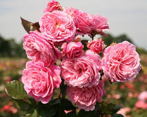 Star Rose - Parfuma Summer Romance