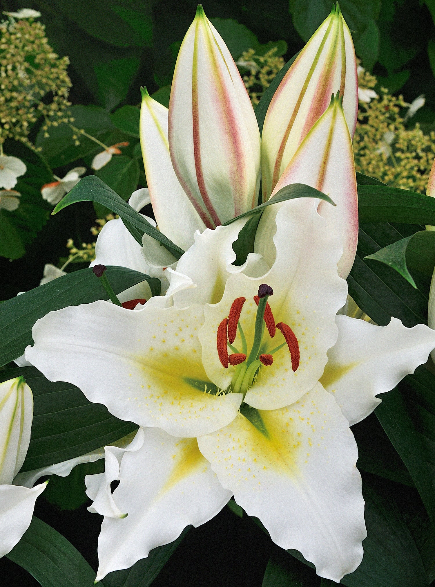 Lily Sunny Azores – Coast Farms