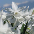 Narcissus
