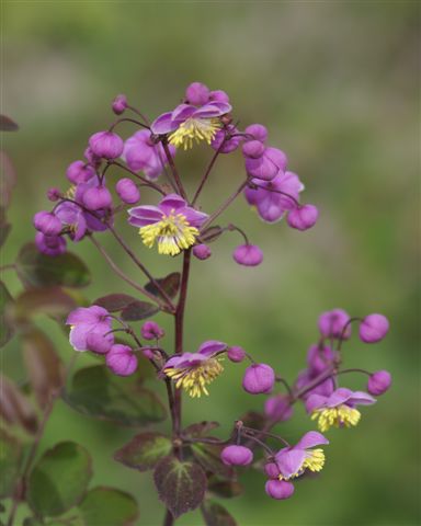 Thalictrum rochebrunianum