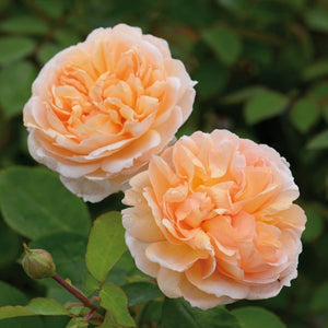 David Austin Rose - The Lady Gardener