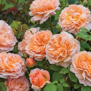 David Austin Rose - The Lady Gardener
