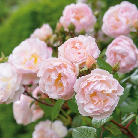 David Austin Rose - The Lady of the Lake