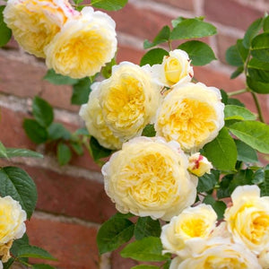 David Austin Rose - The Pilgrim