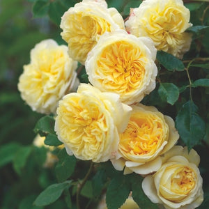 David Austin Rose - The Pilgrim