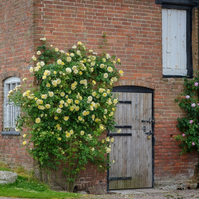David Austin Rose - The Pilgrim