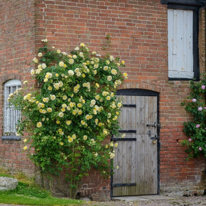 David Austin Rose - The Pilgrim