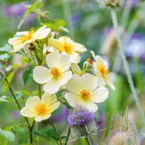 David Austin Rose - Tottering-by-Gently