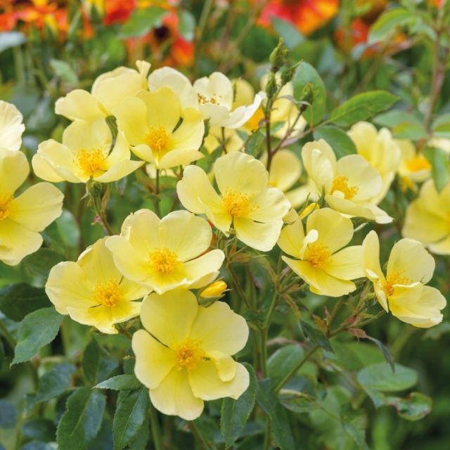 David Austin Rose - Tottering-by-Gently