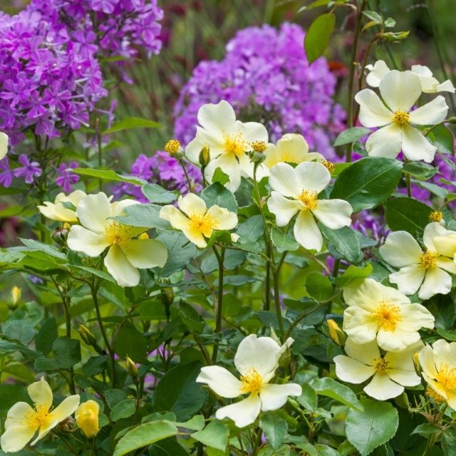 David Austin Rose - Tottering-by-Gently