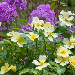 David Austin Rose - Tottering-by-Gently