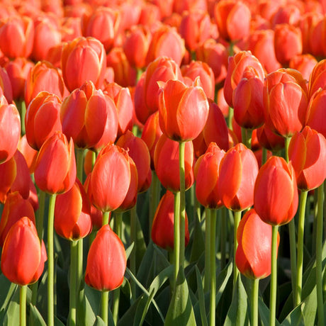Tulip Triple A