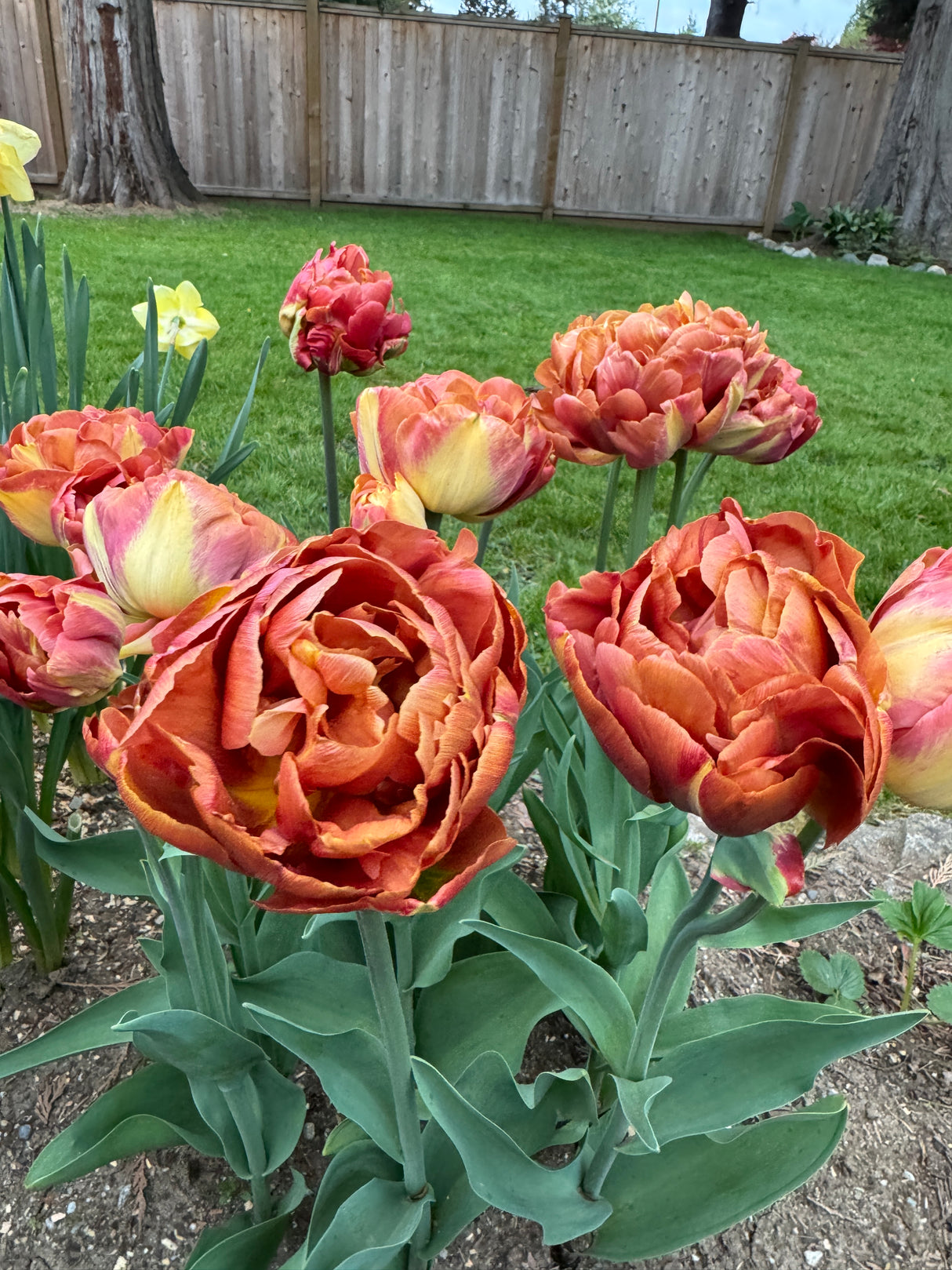 Tulip Chocolate Brown