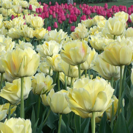 Tulip Akebono