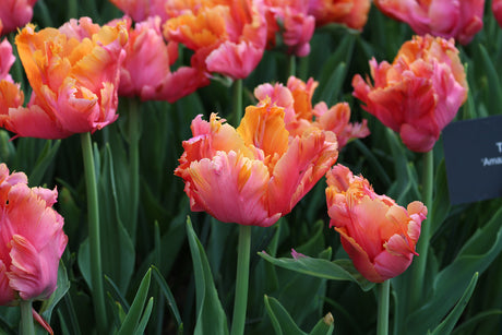 Tulip Amazing Parrot