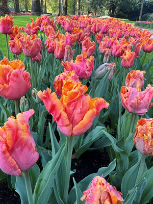 Tulip Amazing Parrot