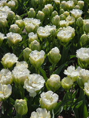 Tulip Whipped Cream