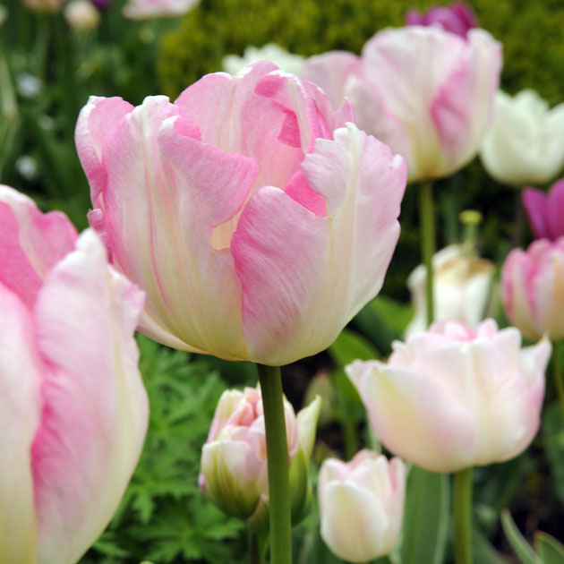 Tulip Angelique