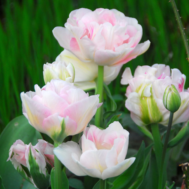 Tulip Angelique