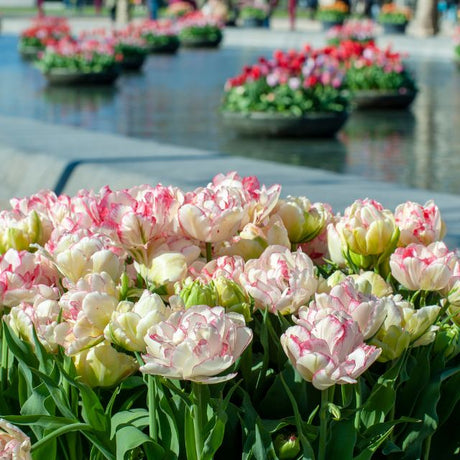 Tulip Belicia