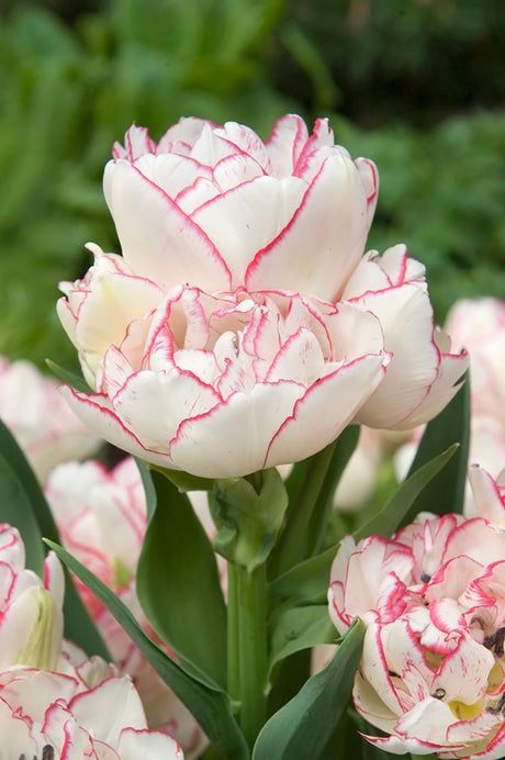 Tulip Belicia