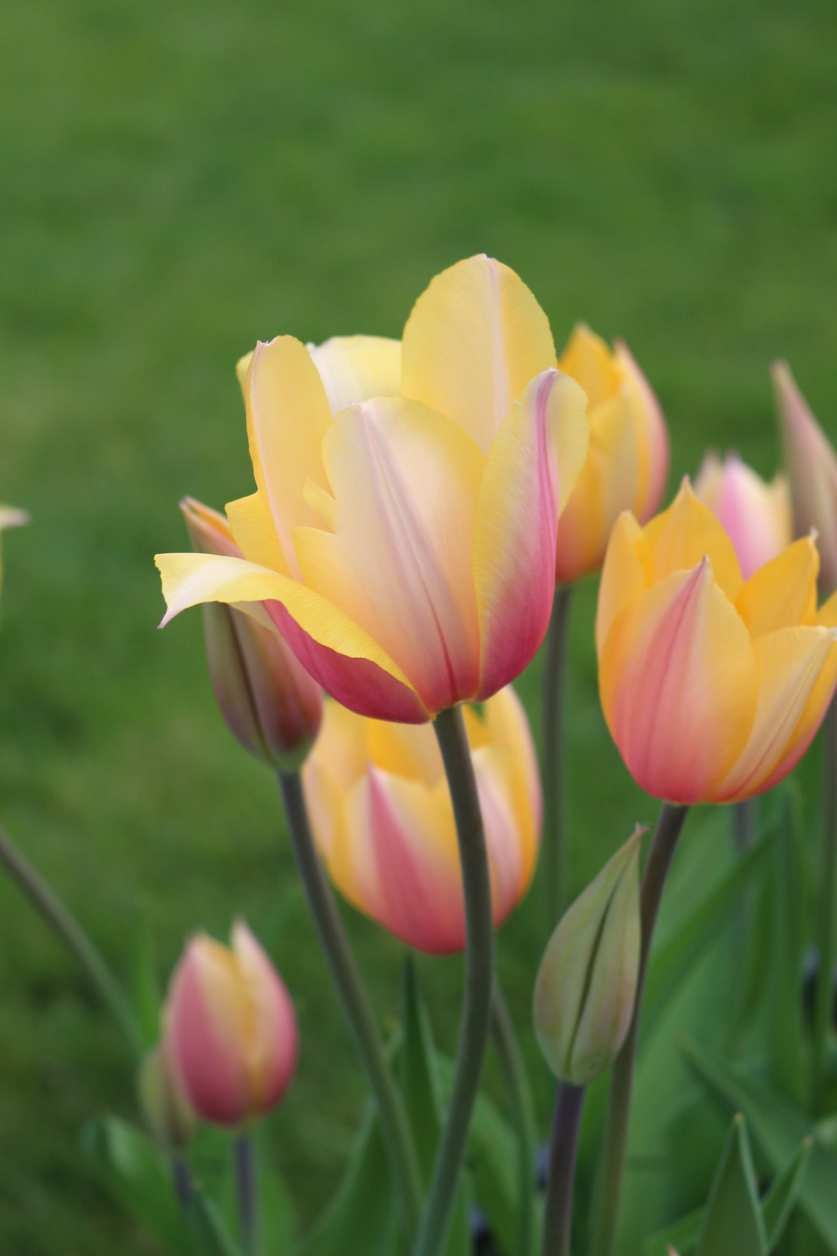 Tulip Blushing Lady