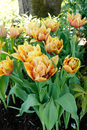 Tulip Callahan