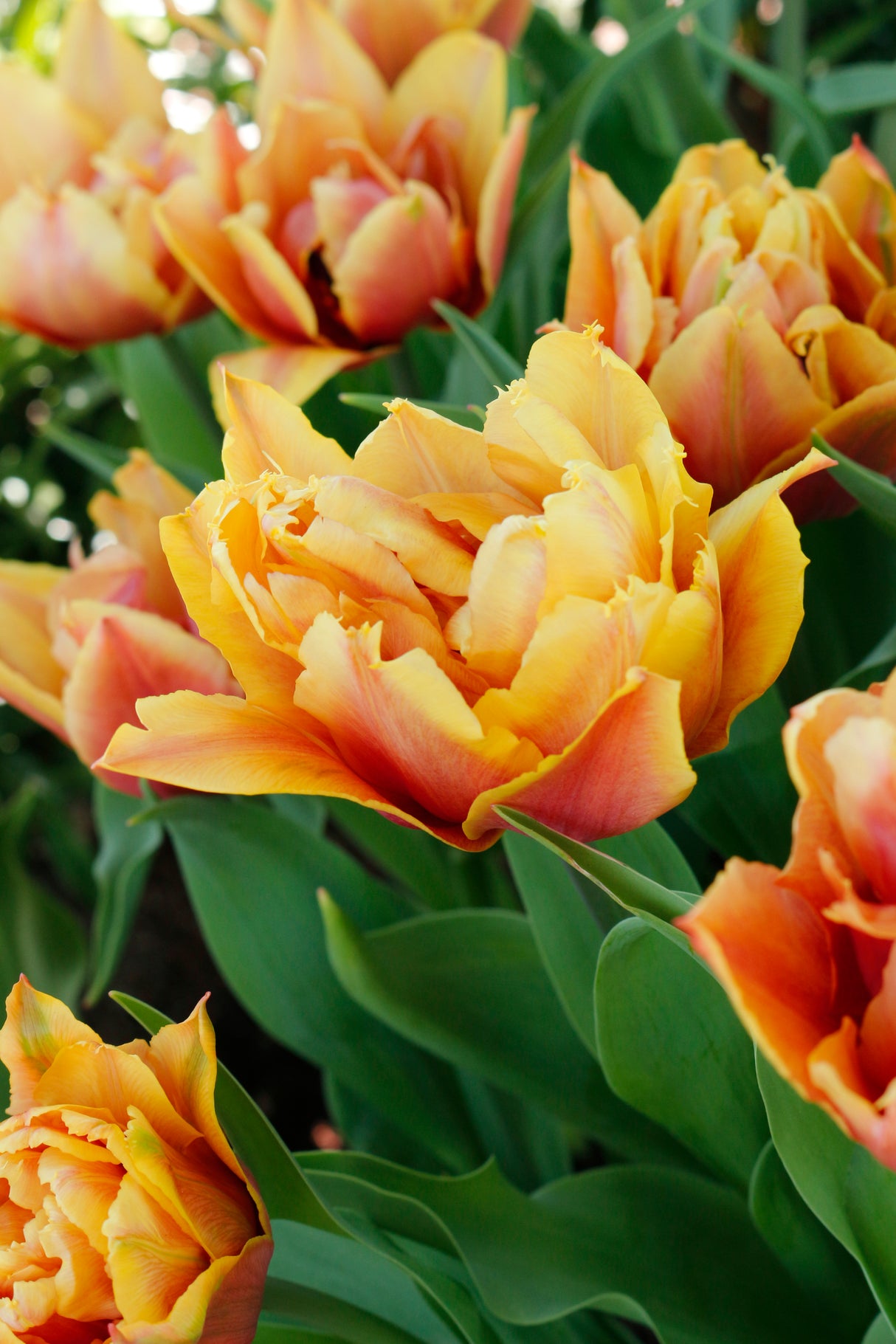 Tulip Callahan