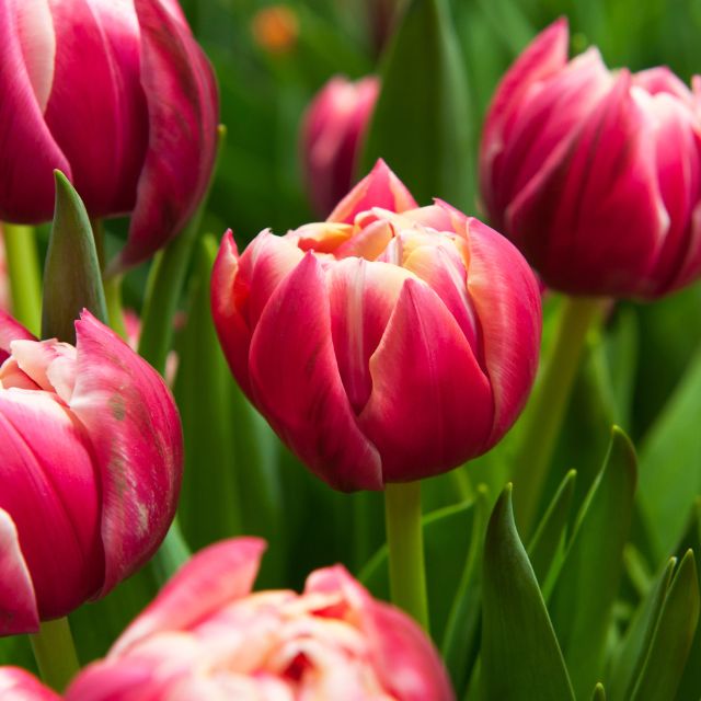 Tulip Columbus