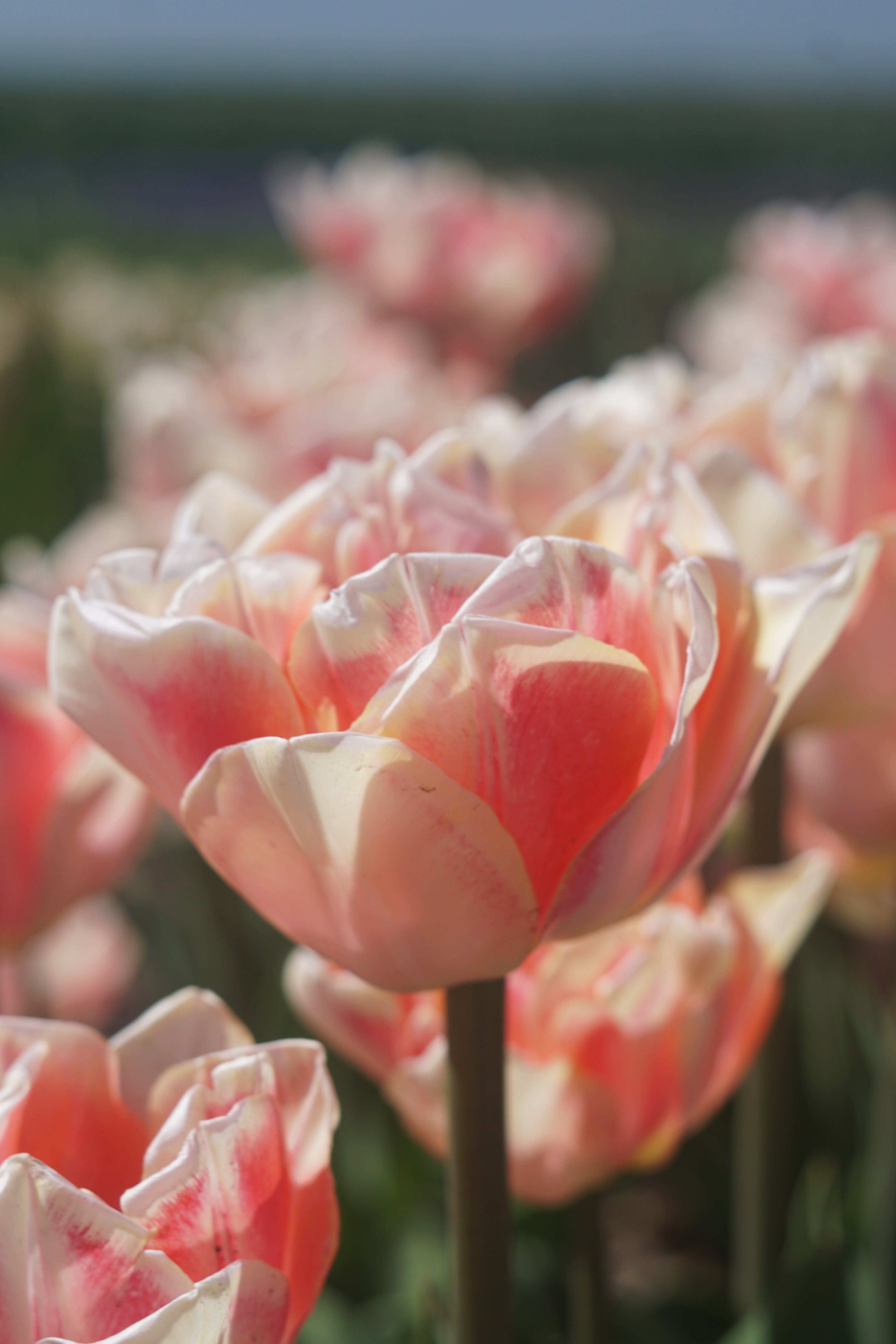 Tulip Foxy Foxtrot – Coast Farms