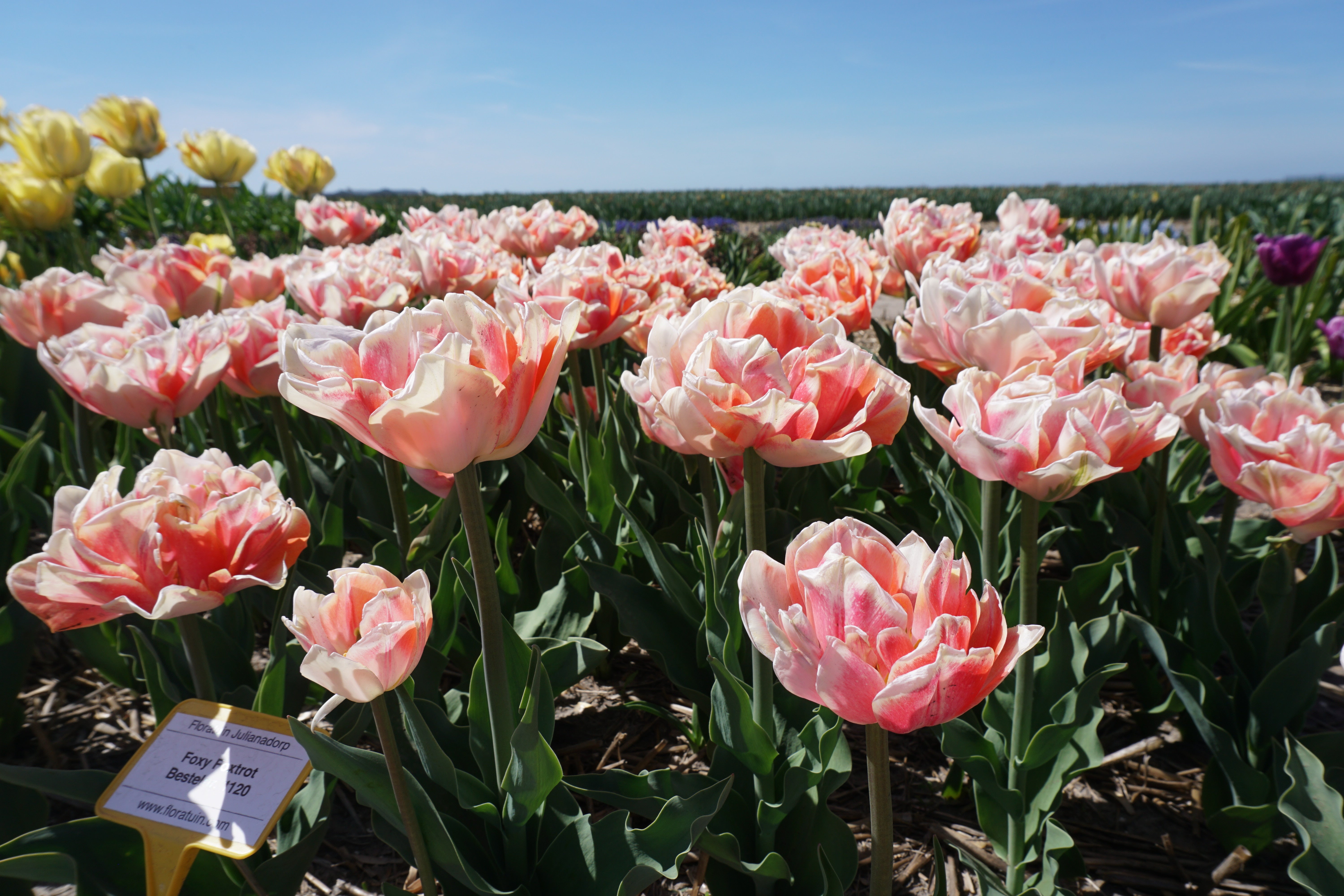 Tulip Foxy Foxtrot – Coast Farms