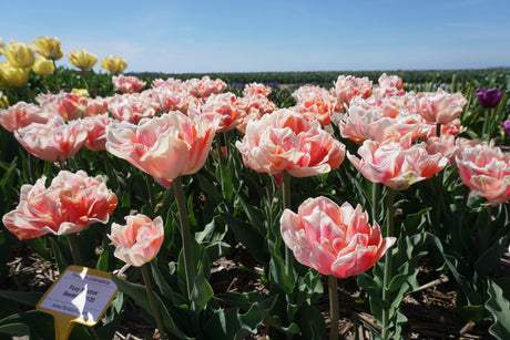 Tulip Foxy Foxtrot