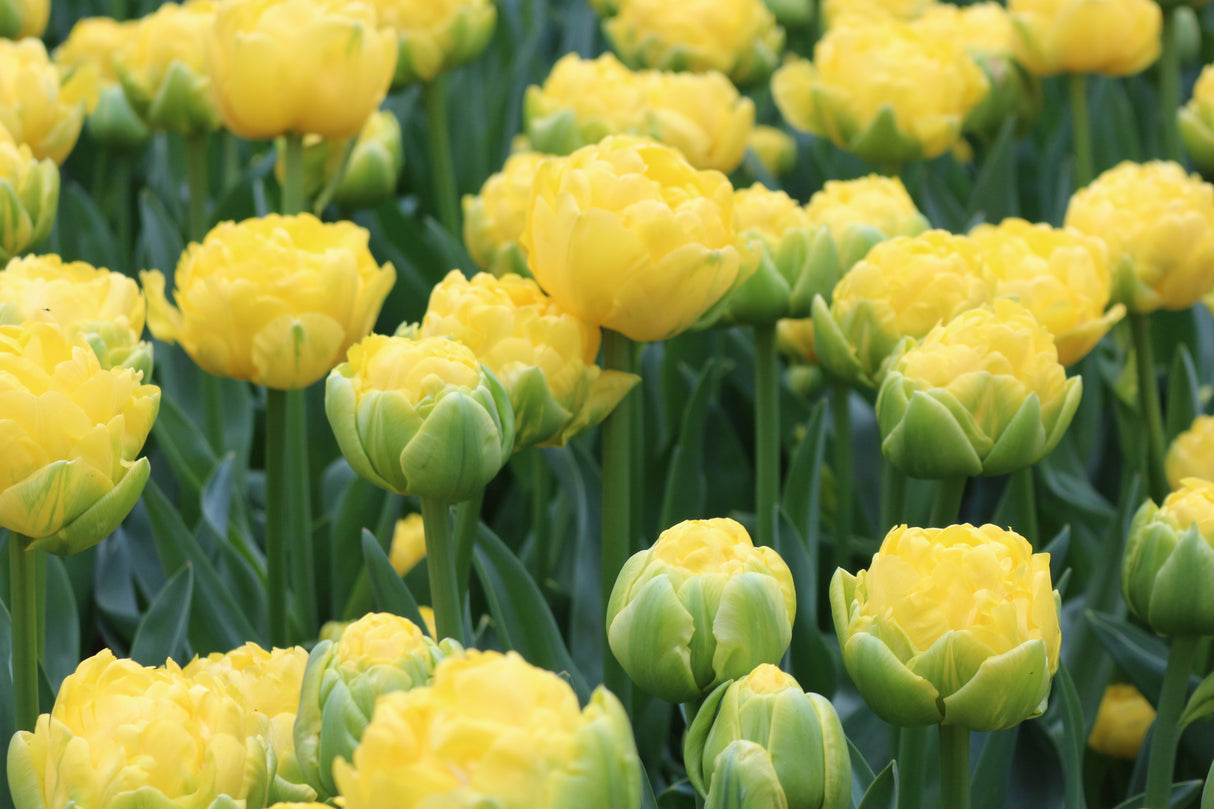 Tulip Golden Jewel