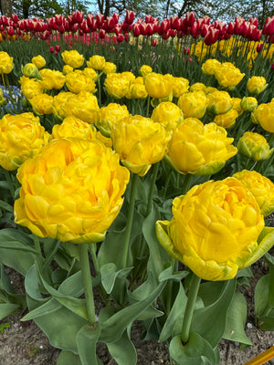 Tulip Golden Jewel