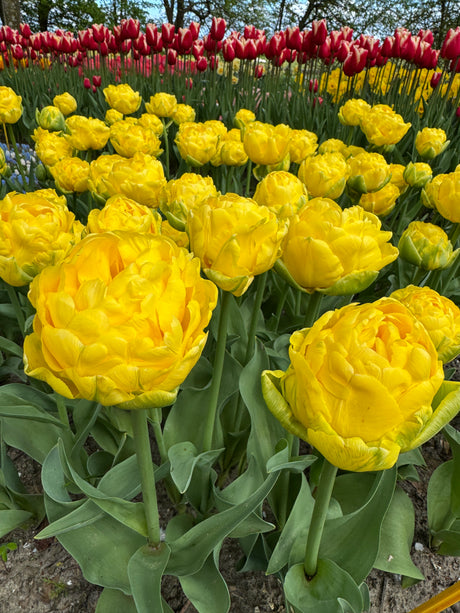 Tulip Golden Jewel